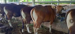 jual sapi potong murah di Jakarta